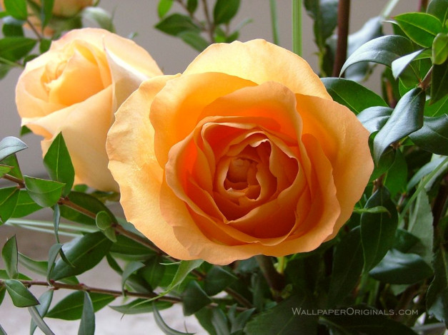 Обои картинки фото цветы, розы