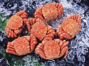 Картинка еда рыба морепродукты суши роллы