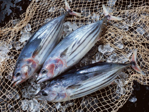 Картинка еда рыба морепродукты суши роллы