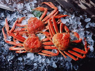 Картинка еда рыба морепродукты суши роллы