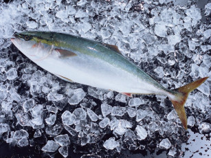 Картинка еда рыба морепродукты суши роллы