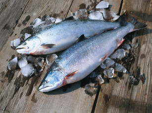 Картинка еда рыба морепродукты суши роллы