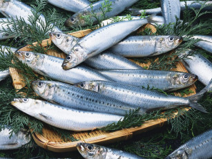 Картинка еда рыба морепродукты суши роллы