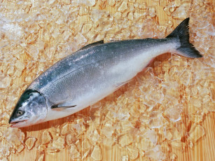 Картинка еда рыба морепродукты суши роллы