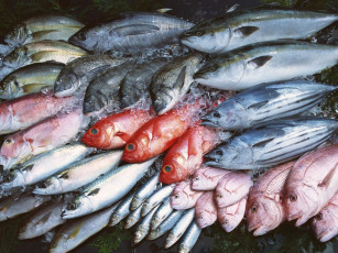 Картинка еда рыба морепродукты суши роллы