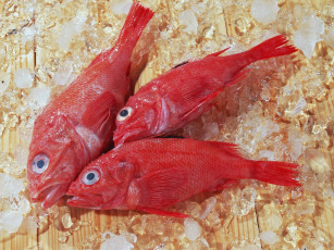 Картинка еда рыба морепродукты суши роллы