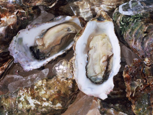 Картинка еда рыба морепродукты суши роллы