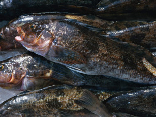 Картинка еда рыба морепродукты суши роллы