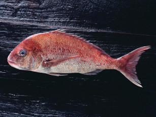 Картинка еда рыба морепродукты суши роллы