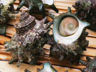 Картинка еда рыба морепродукты суши роллы