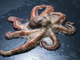 Картинка еда рыба морепродукты суши роллы