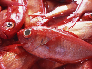 Картинка еда рыба морепродукты суши роллы