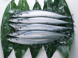 Картинка еда рыба морепродукты суши роллы