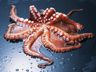 Картинка еда рыба морепродукты суши роллы