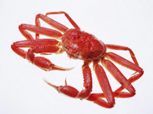 Картинка еда рыба морепродукты суши роллы