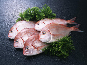 Картинка еда рыба морепродукты суши роллы