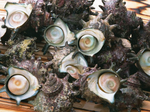 Картинка еда рыба морепродукты суши роллы