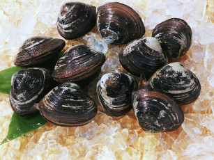 Картинка еда рыба морепродукты суши роллы