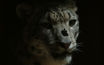 Картинка компьютеры apple