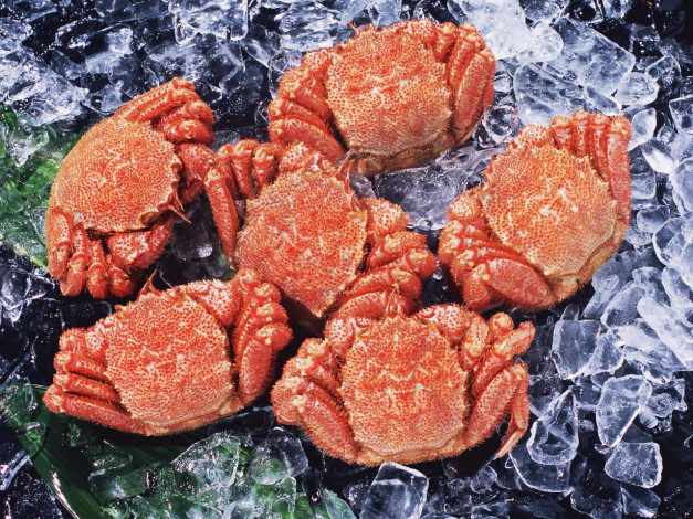 Обои картинки фото еда, рыба, морепродукты, суши, роллы