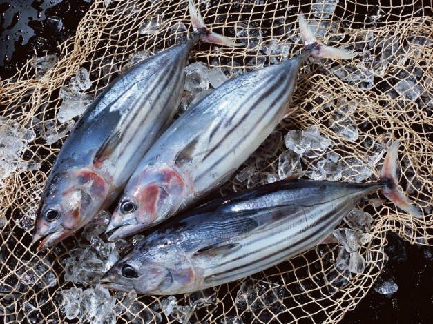 Обои картинки фото еда, рыба, морепродукты, суши, роллы