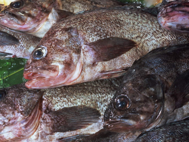 Обои картинки фото еда, рыба, морепродукты, суши, роллы