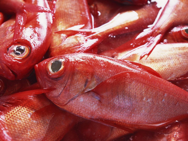 Обои картинки фото еда, рыба, морепродукты, суши, роллы