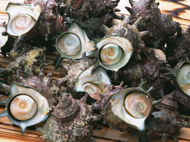 Обои картинки фото еда, рыба, морепродукты, суши, роллы