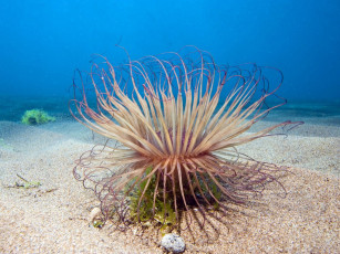 Картинка животные морская фауна