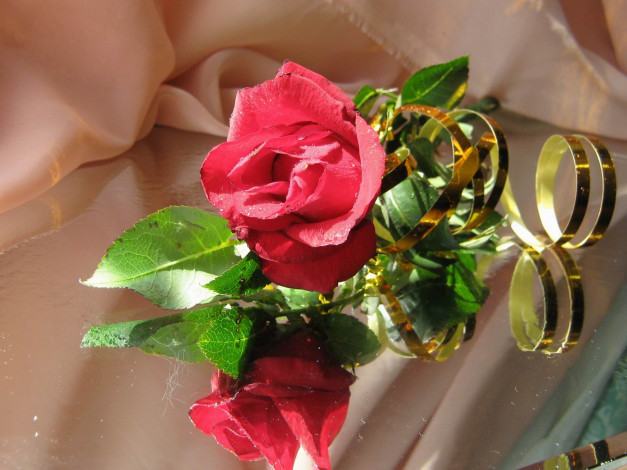 Обои картинки фото цветы, розы