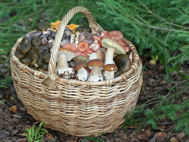 Обои картинки фото еда, грибы, грибные, блюда