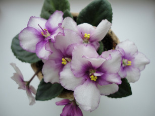 Картинка цветы фиалки