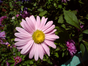 Картинка цветы ромашки