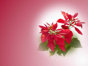 Картинка рисованные цветы