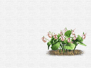 Картинка рисованные цветы