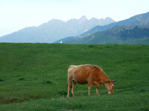 Картинка животные коровы буйволы