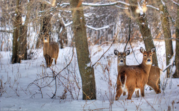 Картинка животные олени