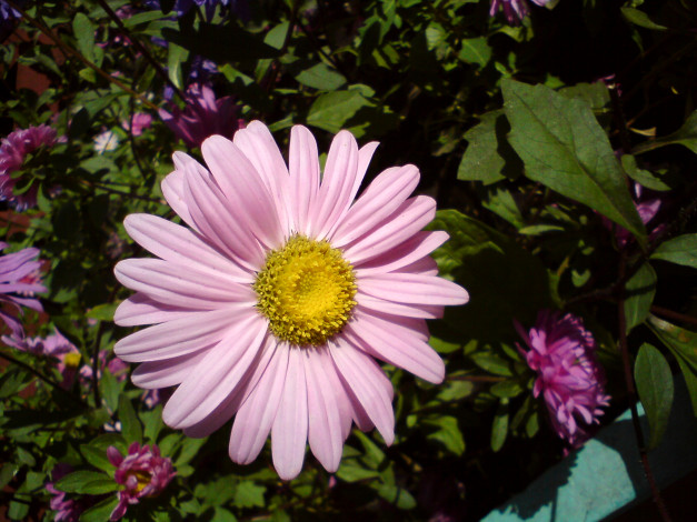 Обои картинки фото цветы, ромашки