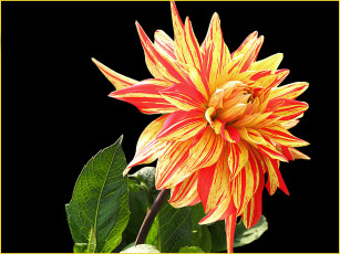 Картинка цветы георгины лепестки листья