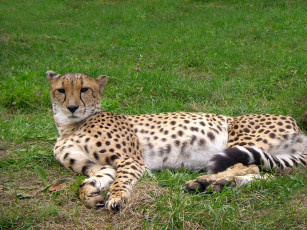 Картинка животные гепарды гепард трава отдых