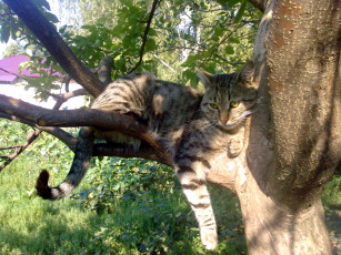 Картинка животные коты кот кошка дерево