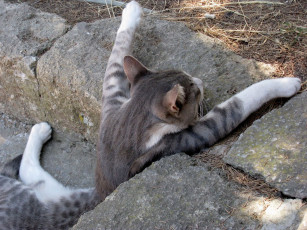 Картинка животные коты котэ отдых