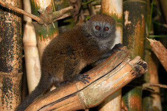 Картинка животные лемуры коричневый зверек