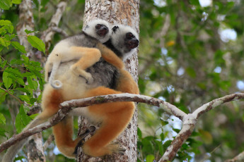 Картинка животные лемуры самка детеныш