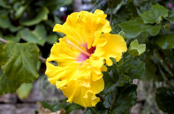 Картинка цветы гибискусы желтый большой