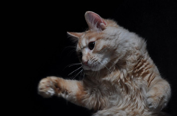 Картинка животные коты кот кошка