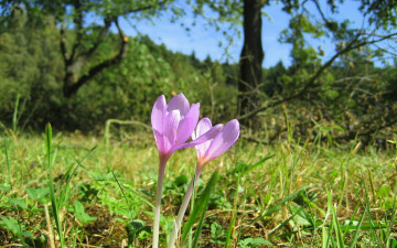 Картинка безвременник цветы крокусы сиреневый