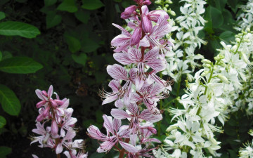 Картинка Ясенец цветы белые розовые