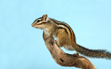 Картинка животные бурундуки бурундук сук