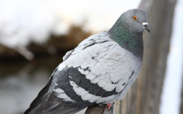 Картинка животные голуби голубь